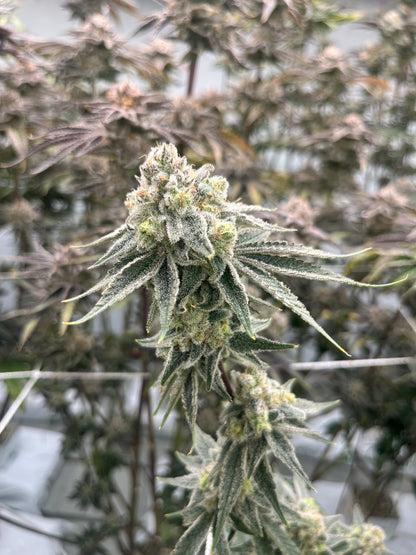 CANDYLAND