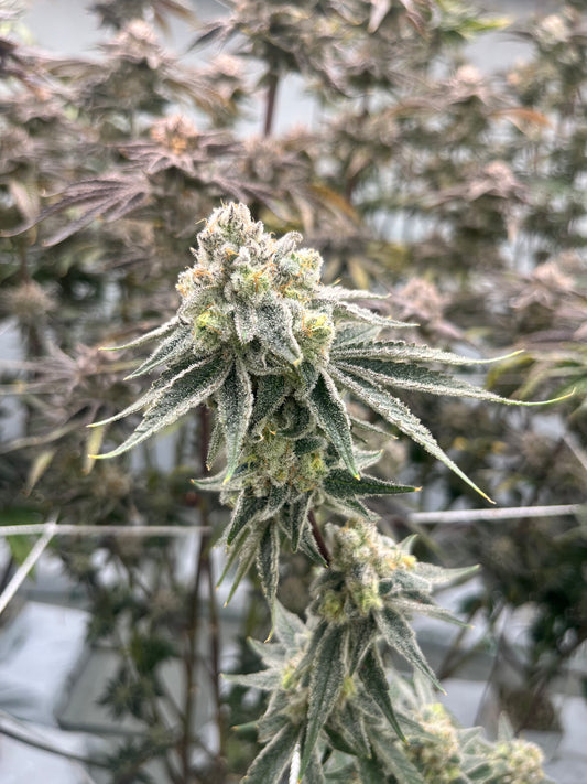 CANDYLAND
