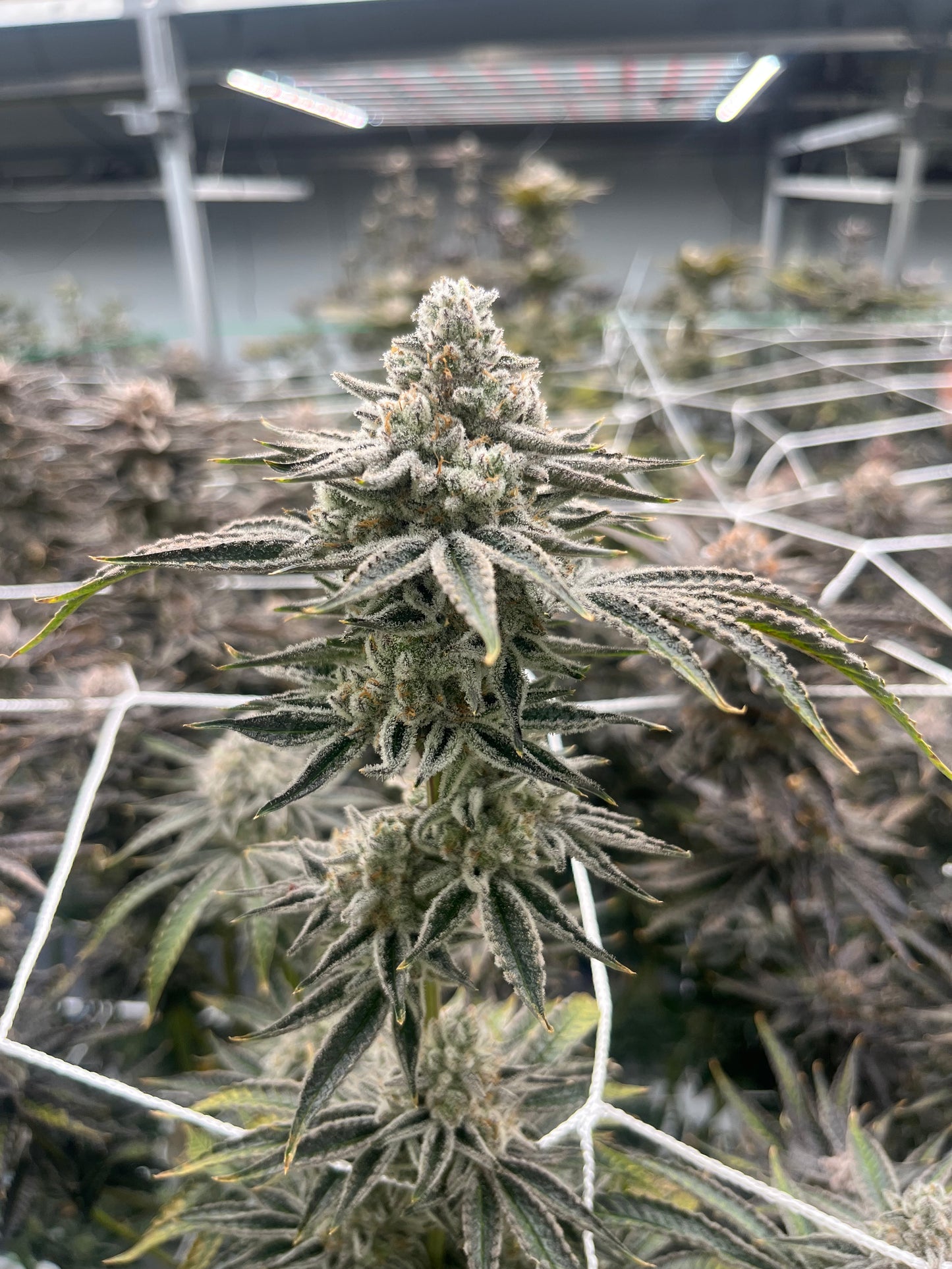 ZKITTLEZ TREE