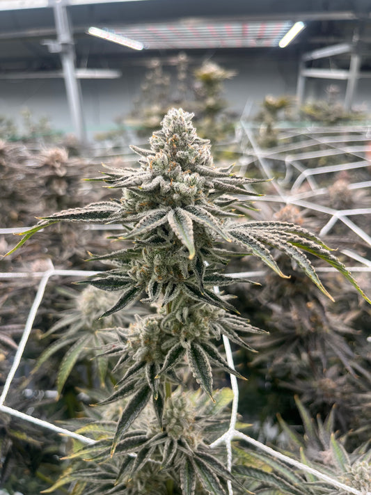 ZKITTLEZ TREE
